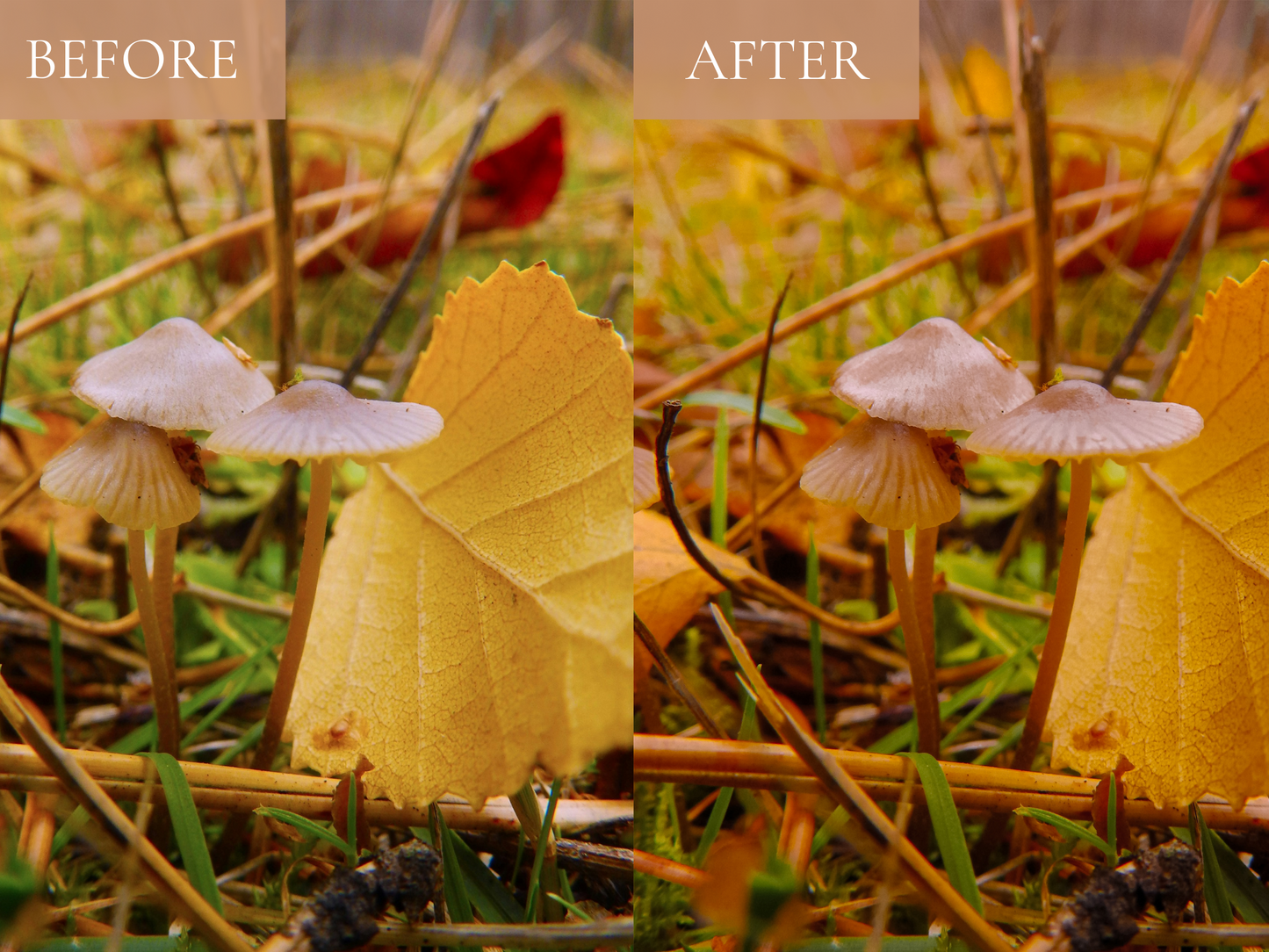 Fall favourite all-In-One Presets